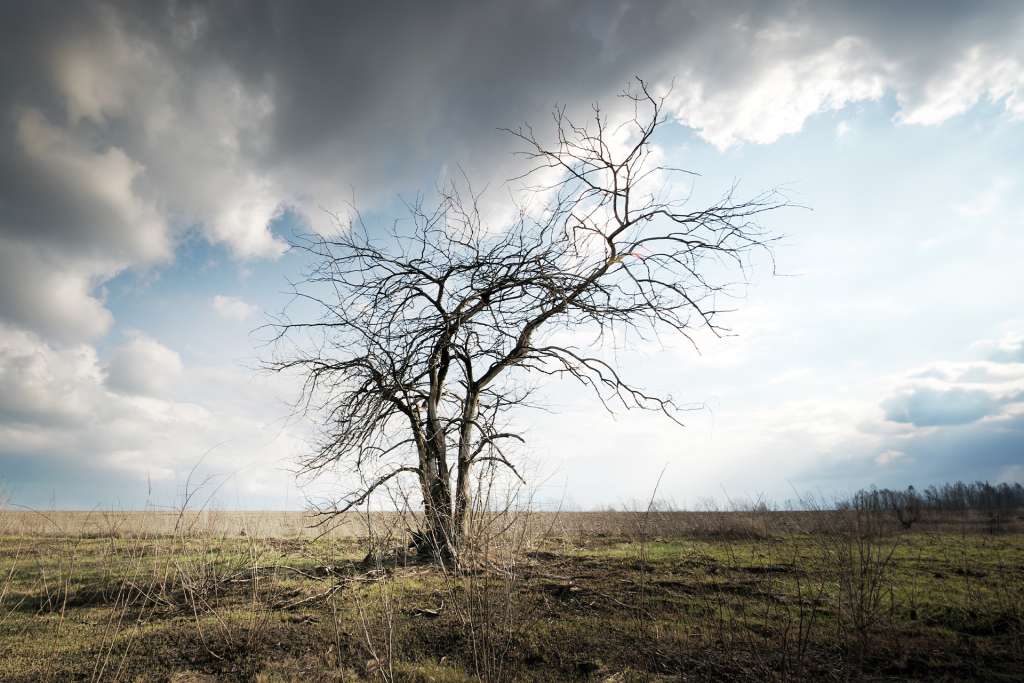 Bare tree in open field representing depression and the path to healing through therapy