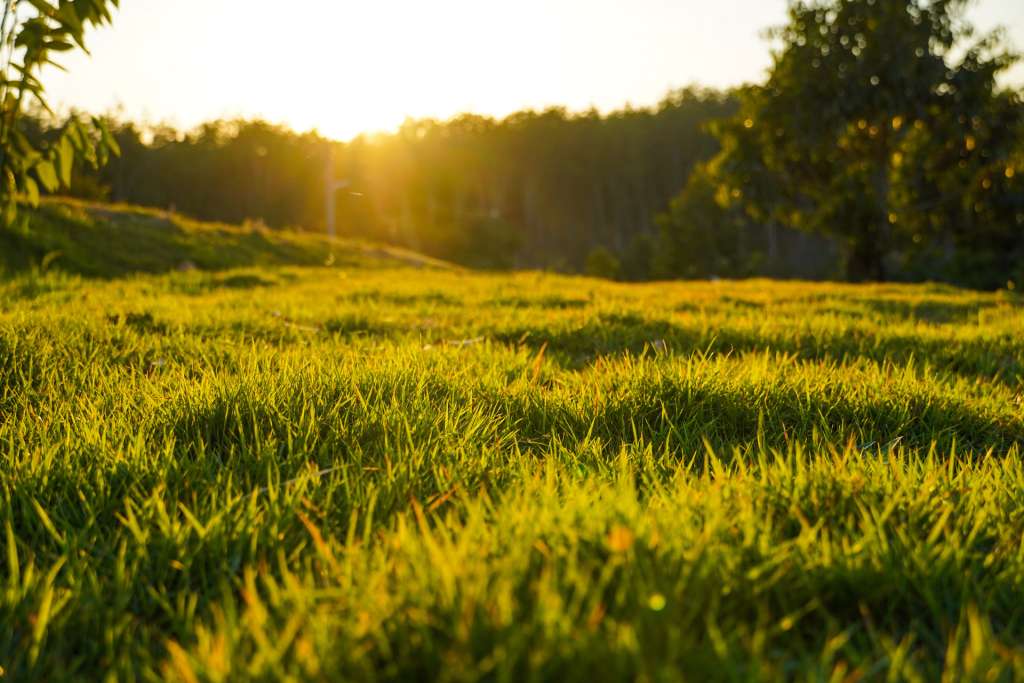Sunlight over a peaceful green field representing transparency and growth in counselling