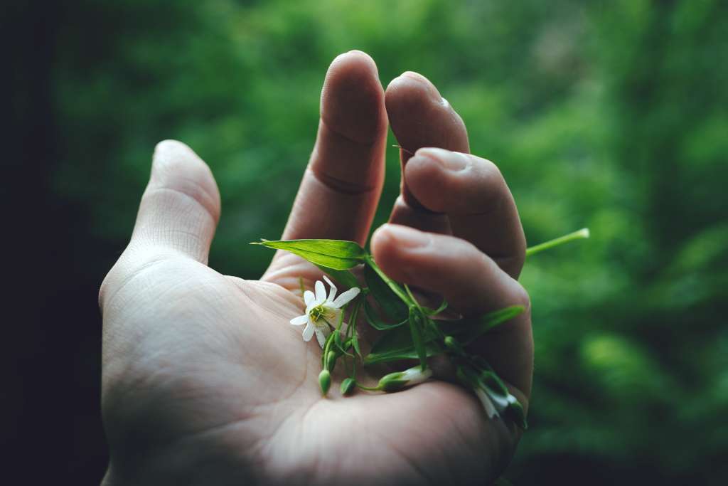 Hand gently holding small flowers symbolizing self-care and healing from self-harm