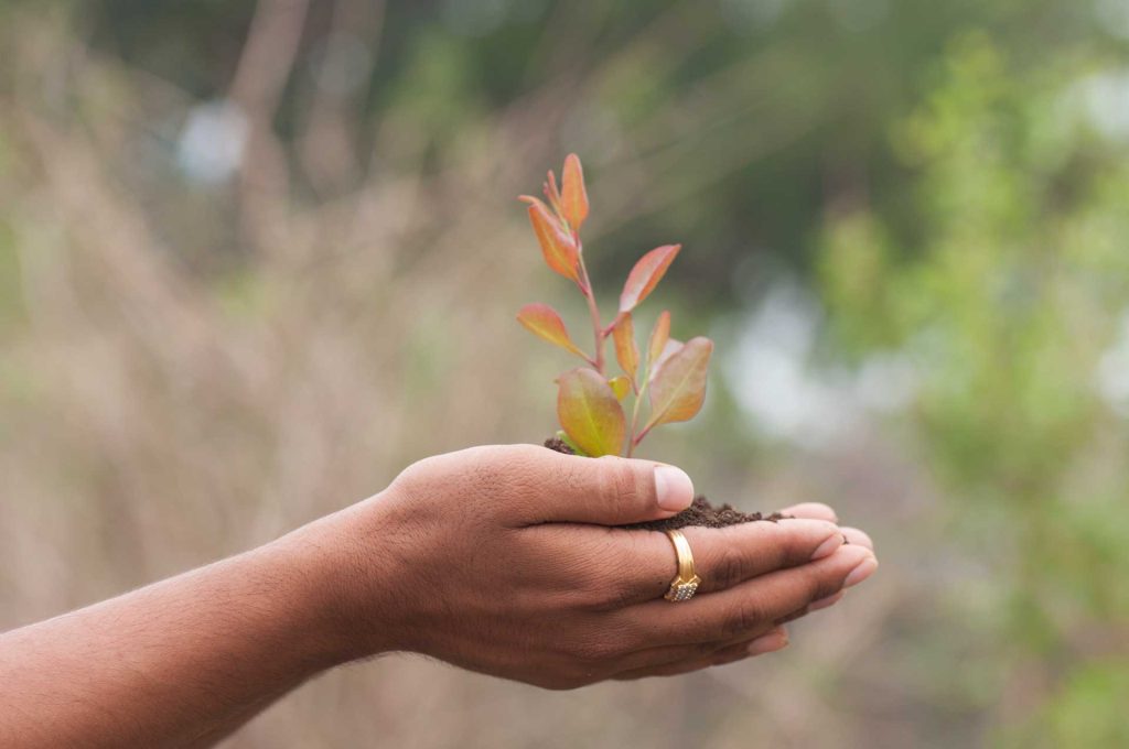 Hands gently cradling a small plant — representing growth, care, and the nurturing approach to counselling services at Charlaine Robinson & Associates in Abbotsford