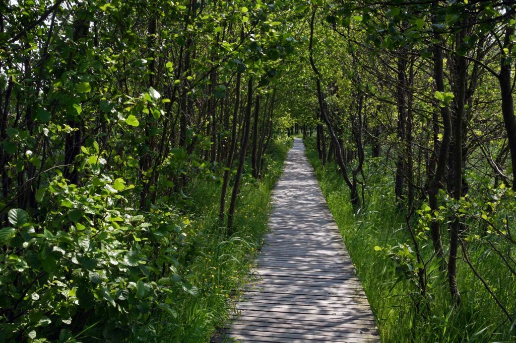 Wooden boardwalk path through a lush green forest — representing the journey forward through counselling in Abbotsford, BC