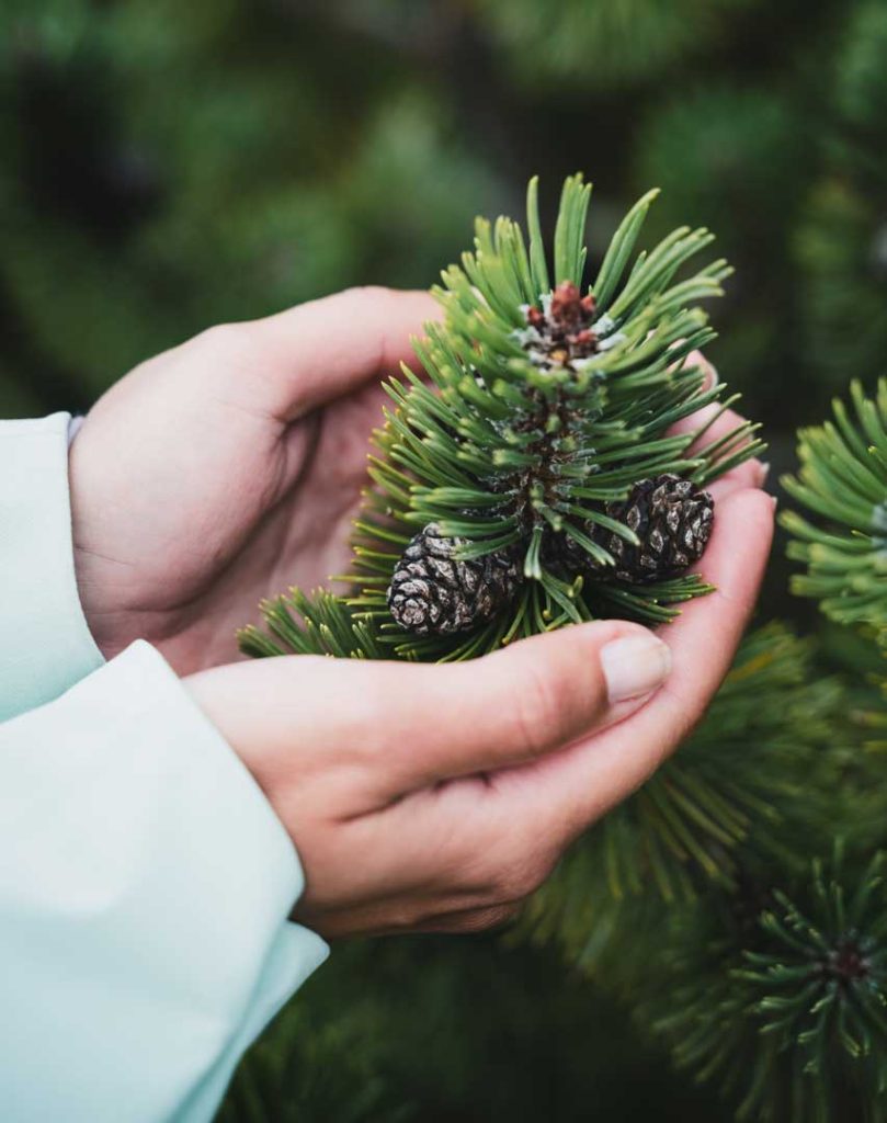 Hands gently holding a pine branch with pinecones — representing care, growth, and the nurturing approach to counselling services at Charlaine Robinson & Associates in Victoria, BC